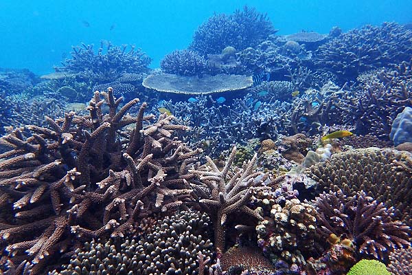 海底に広がる珊瑚の森