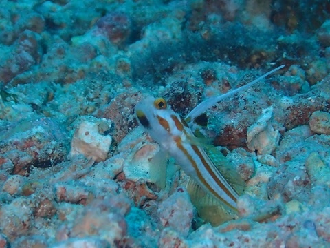 奄美でダイビング中に出会った生物の写真。ヤシャハゼ。