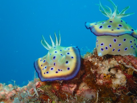奄美でダイビング中に出会った生物の写真。オトフメウミウシ。