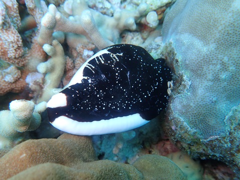 ウミウサギ。