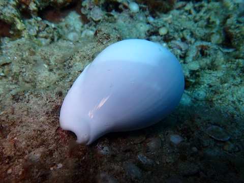 奄美でダイビング中に出会った生物の写真。 ウミウサギ。