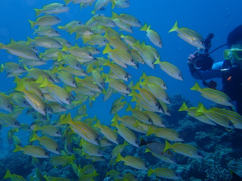 奄美でダイビング中に出会った生物の写真。 ヨスジフエダイ。