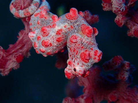 奄美でダイビング中に出会った生物の写真。 ピグミーシホース。