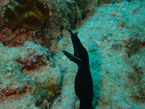 奄美でダイビング中に出会った生物の写真。 ハナヒゲウツボの幼魚。