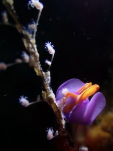 奄美の海、フォトコンテスト。