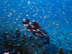 奄美大島ダイビング中の写真。スカシテンジクダイ。