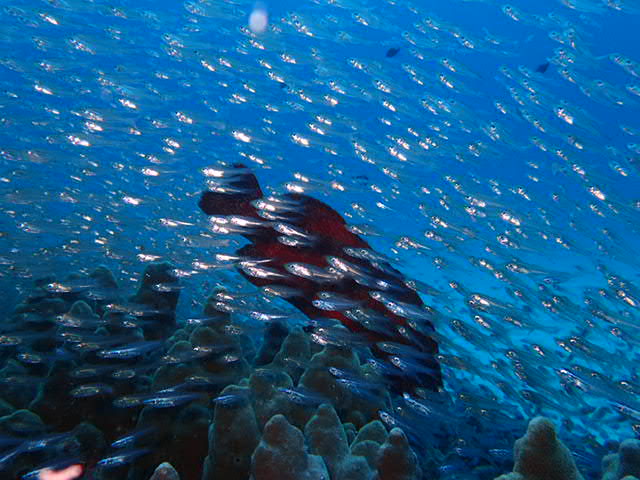 奄美大島ダイビング中の写真。スカシテンジクダイ。